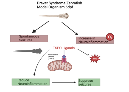 Dravet Syndrome Zebrafish