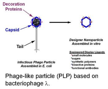 phage-like-particle