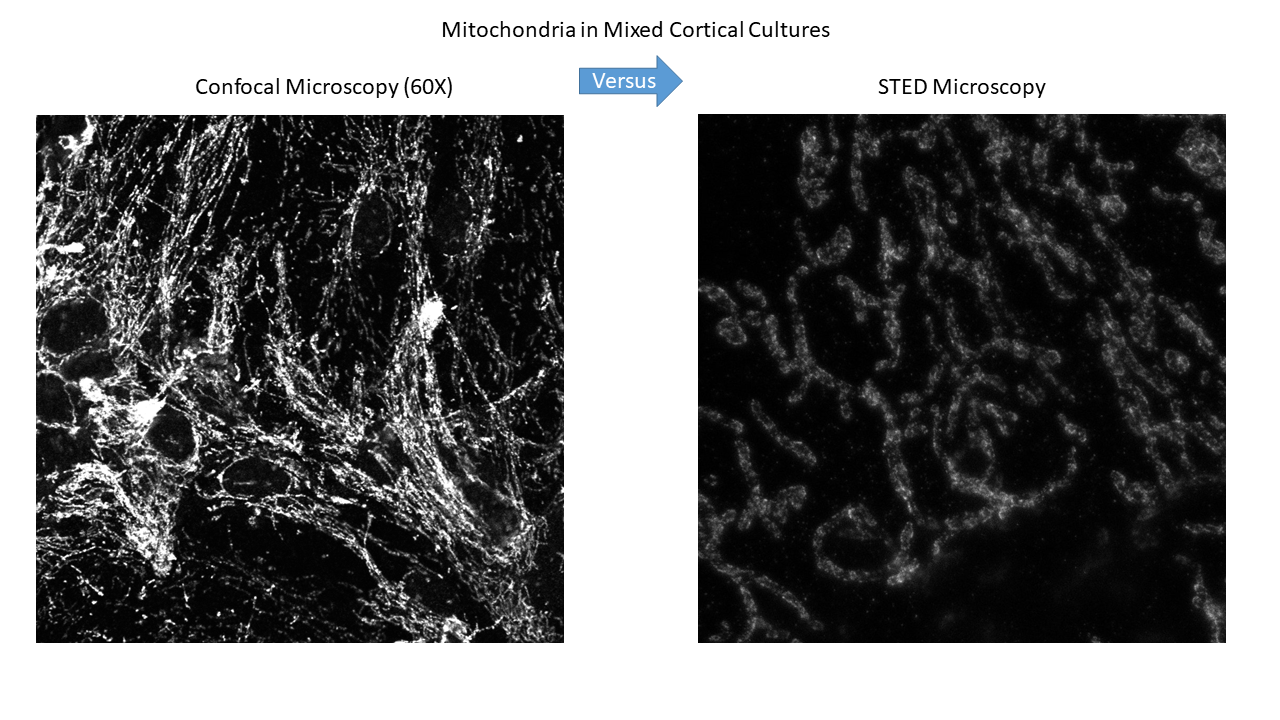 mitochondria-in-mixed-coritical-cultures
