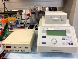 PCR-and-gel-electrophoresis